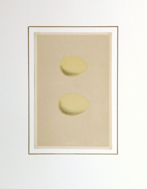 Egg Print, 1863-matted-kb1049