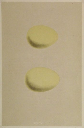 Egg Print, 1863-main-kb1049