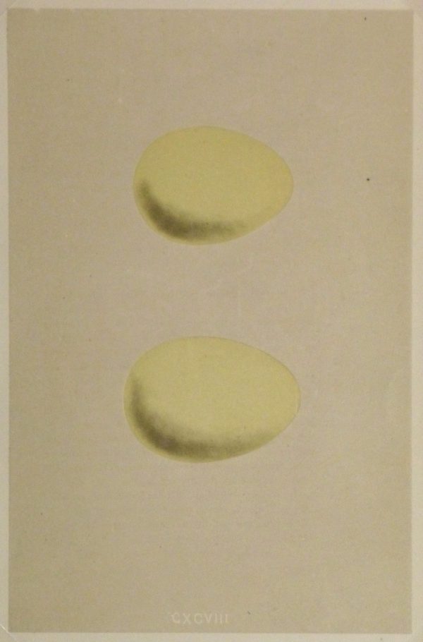 Egg Print, 1863-main-kb1049