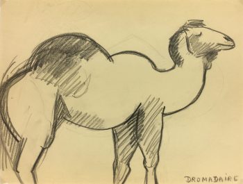 Animals Original Art - Dromedary, French, 2000s