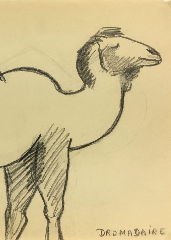 Animals Original Art - Dromedary, French, 2000s