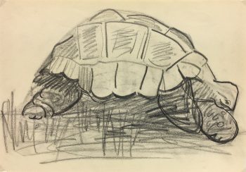 Animals Original Art - Giant Turtle, Jardin de Plantes, 1993