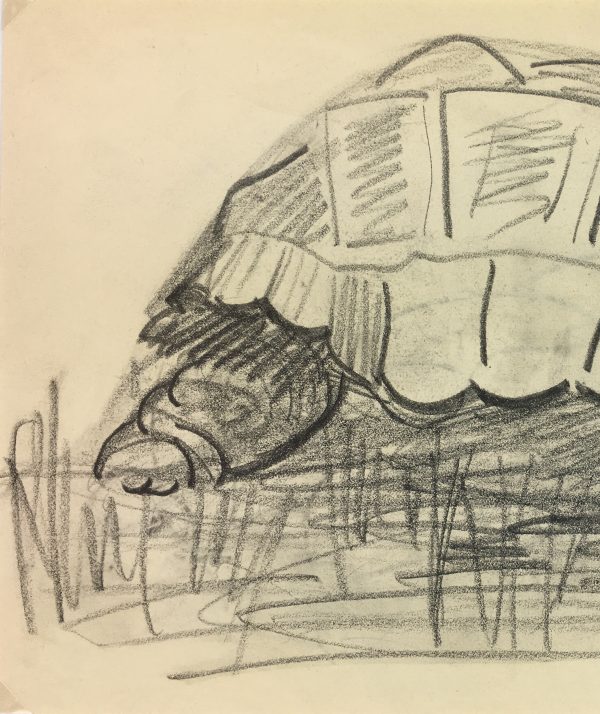 Animals Original Art - Giant Turtle, Jardin de Plantes, 1993