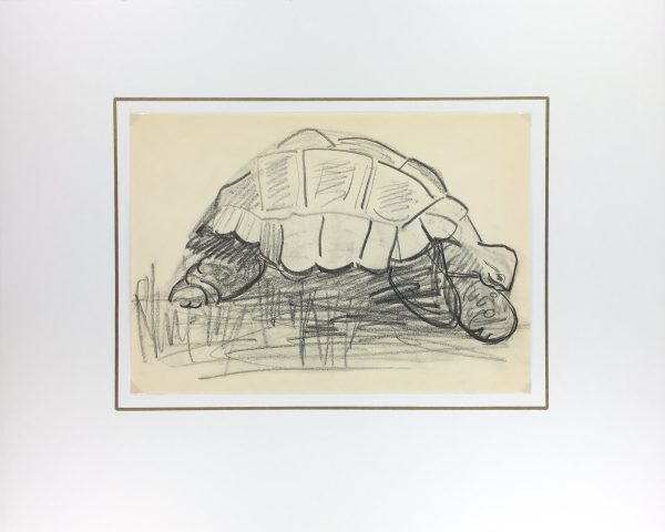 Animals Original Art - Giant Turtle, Jardin de Plantes, 1993
