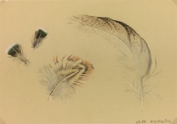 Animals Original Art - Bird Feathers, Nathalie, 1988