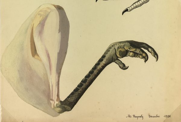 Animals Original Art - Gouache - Turkey Legs, Raynaly, 1930