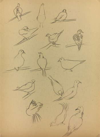 Animals Original Art - Pigeons, Giselle Halff, 1959