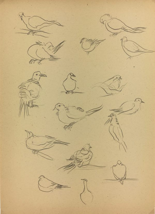 Animals Original Art - Pigeons, Giselle Halff, 1959
