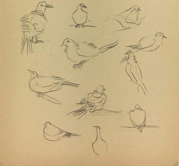 Animals Original Art - Pigeons, Giselle Halff, 1959