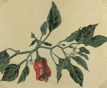 Flowers & Plants Original Art - Pepper, Joséphone Getin, c.1930