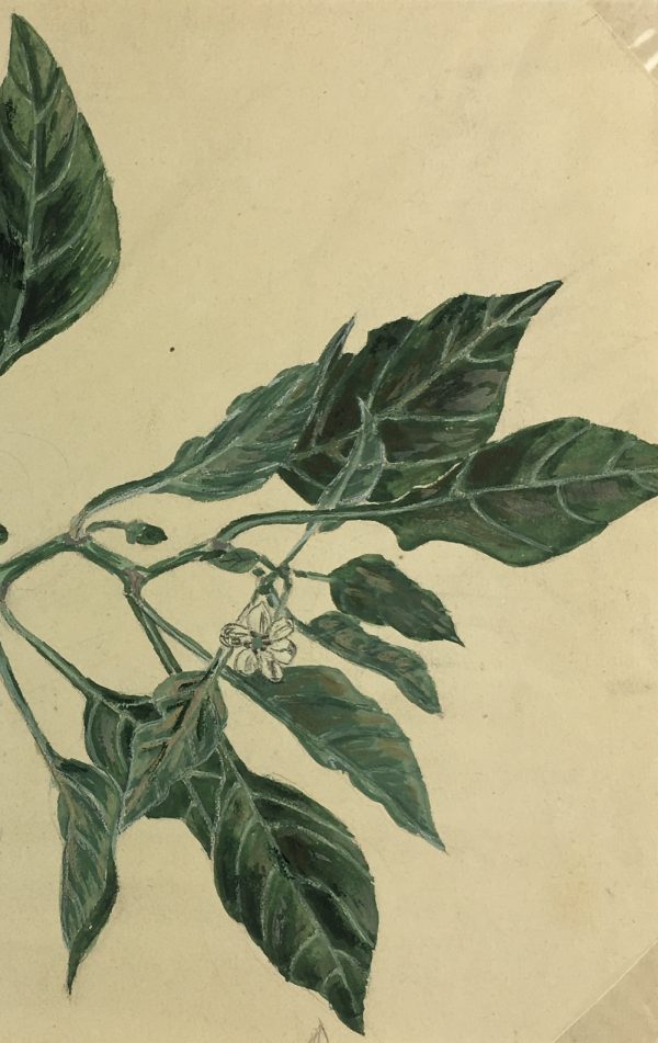 Flowers & Plants Original Art - Pepper, Joséphone Getin, c.1930