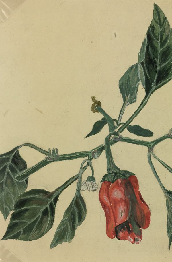 Flowers & Plants Original Art - Pepper, Joséphone Getin, c.1930