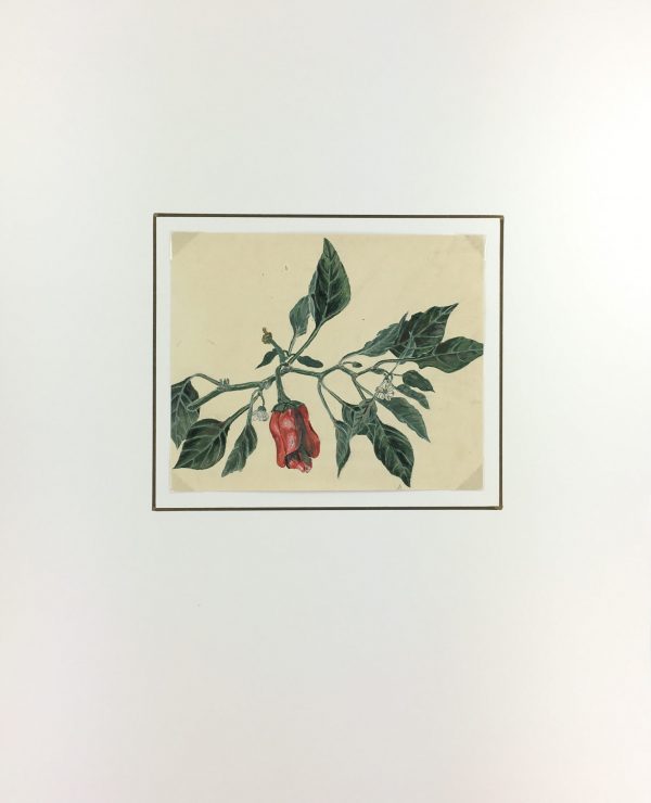Flowers & Plants Original Art - Pepper, Joséphone Getin, c.1930