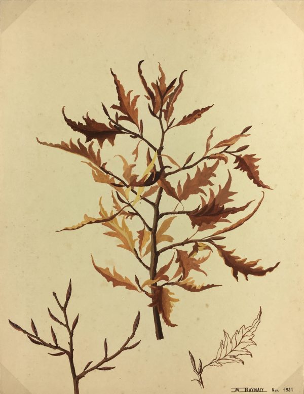 Flowers & Plants Original Art - Oak Leaves, M. Raynaly, 1930