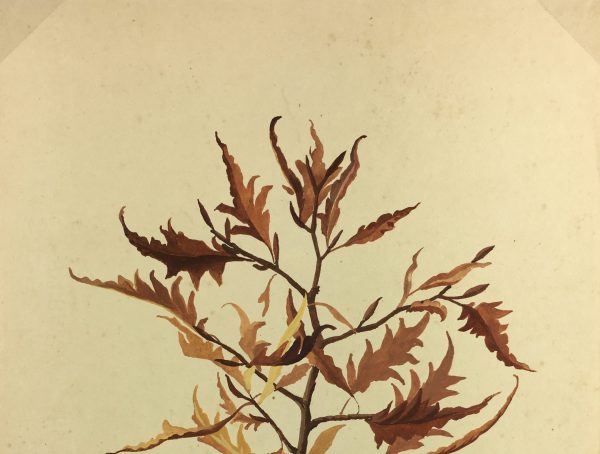 Flowers & Plants Original Art - Oak Leaves, M. Raynaly, 1930