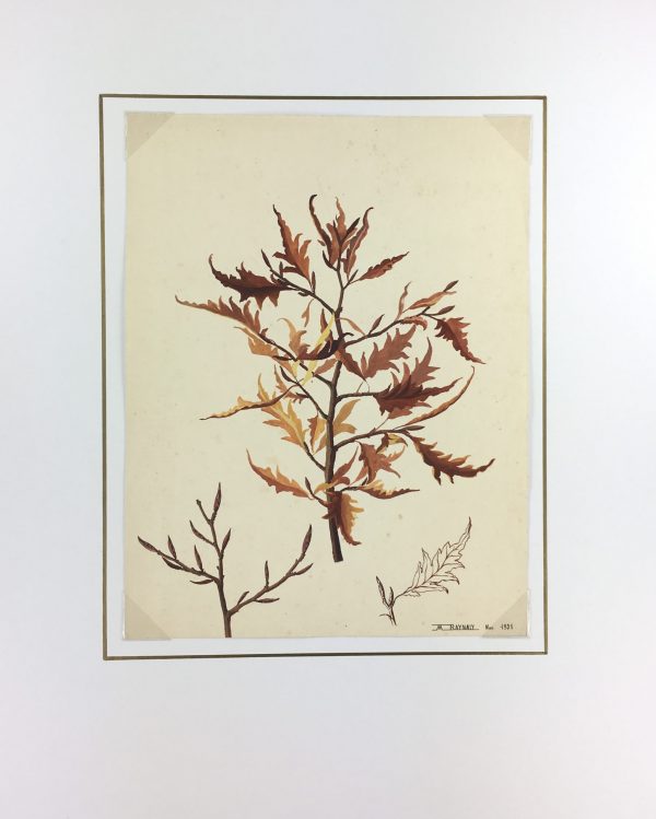 Flowers & Plants Original Art - Oak Leaves, M. Raynaly, 1930