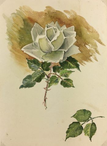 Flowers & Plants Original Art - White Rose, French, c.1960