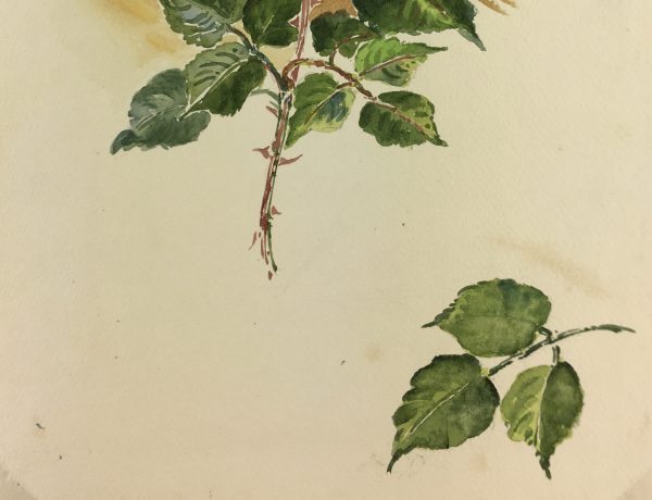 Flowers & Plants Original Art - White Rose, French, c.1960