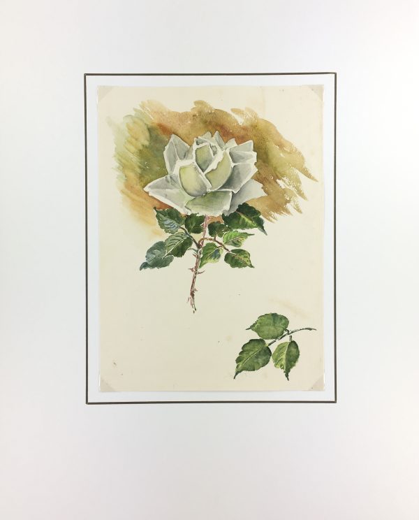 Flowers & Plants Original Art - White Rose, French, c.1960