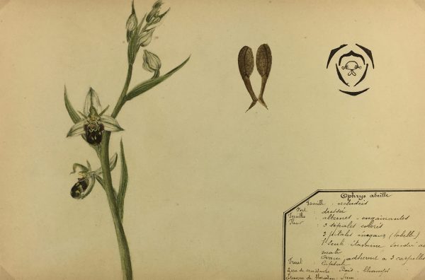 Flowers & Plants Original Art - Orchid, Plant Stuy, c.1930