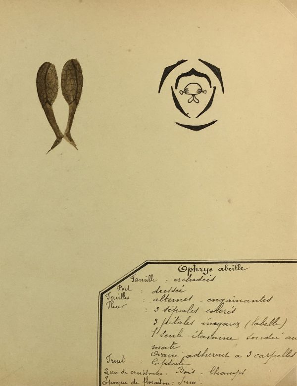 Flowers & Plants Original Art - Orchid, Plant Stuy, c.1930