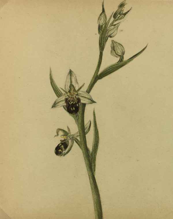 Flowers & Plants Original Art - Orchid, Plant Stuy, c.1930