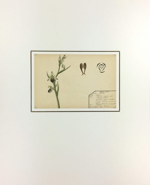 Flowers & Plants Original Art - Orchid, Plant Stuy, c.1930