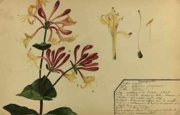 Flowers & Plants Original Art - Honeysuckle, Plant Study, c.1930