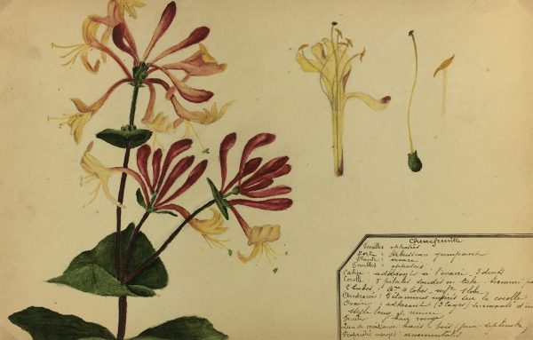 Flowers & Plants Original Art - Honeysuckle, Plant Study, c.1930