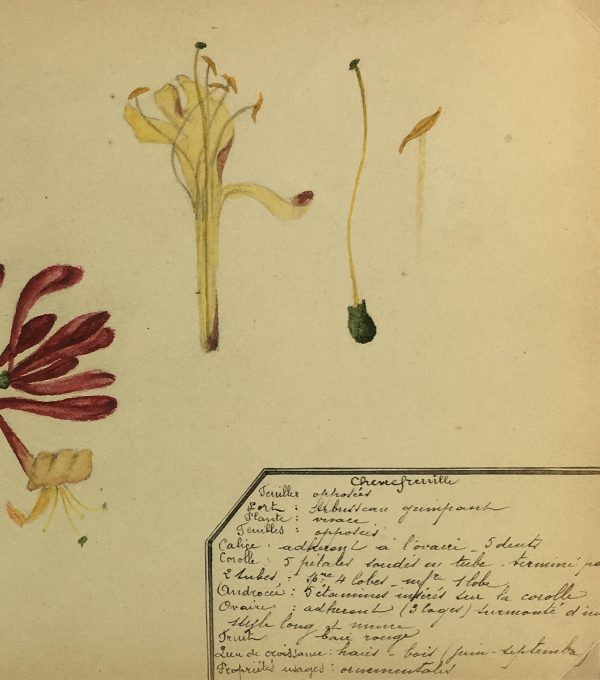 Flowers & Plants Original Art - Honeysuckle, Plant Study, c.1930