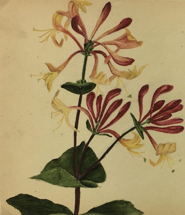 Flowers & Plants Original Art - Honeysuckle, Plant Study, c.1930