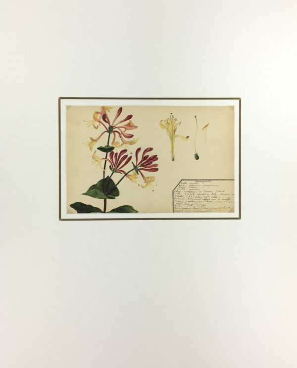 Flowers & Plants Original Art - Honeysuckle, Plant Study, c.1930