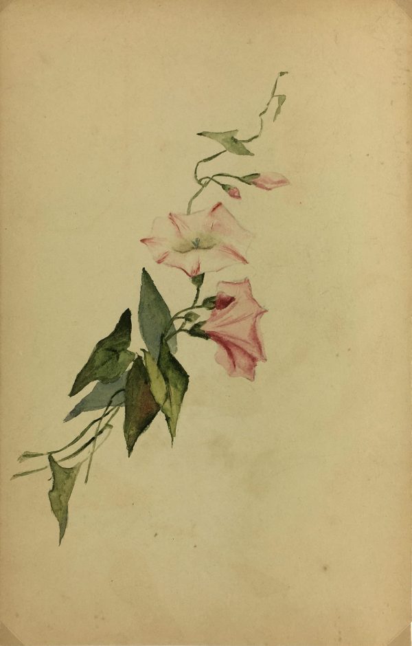 Flowers & Plants Original Art - Bind Weed, Plant Study, c.1930