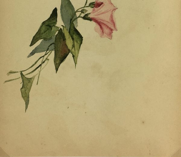 Flowers & Plants Original Art - Bind Weed, Plant Study, c.1930