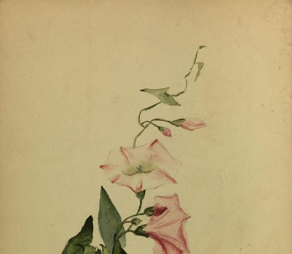 Flowers & Plants Original Art - Bind Weed, Plant Study, c.1930