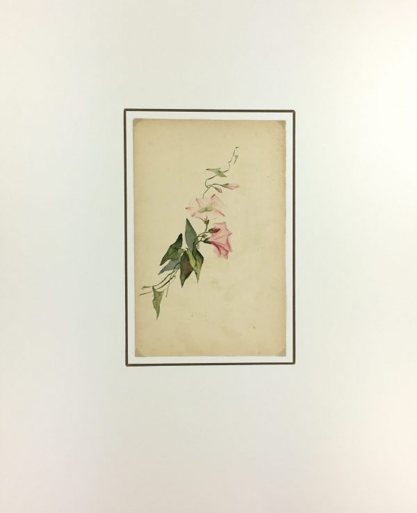 Flowers & Plants Original Art - Bind Weed, Plant Study, c.1930