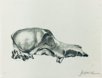 Animals Cattle Original Art - Skull , Kismine Varner, C.1990