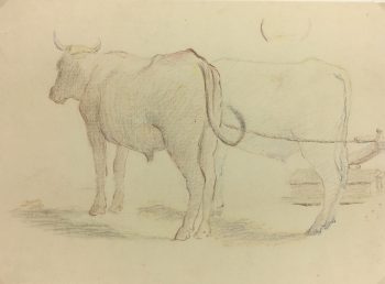 Animals Cattle Original Art - Cattle, Giselle Halff, 1959