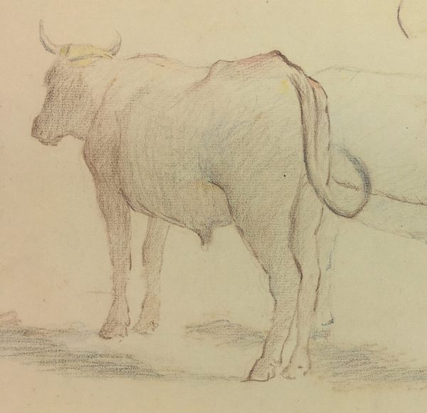 Animals Cattle Original Art - Cattle, Giselle Halff, 1959