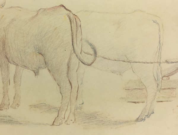 Animals Cattle Original Art - Cattle, Giselle Halff, 1959