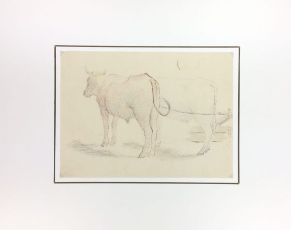 Animals Cattle Original Art - Cattle, Giselle Halff, 1959