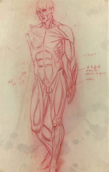 Sketches Original Art - Muscles, Albert Vialé, C.1930