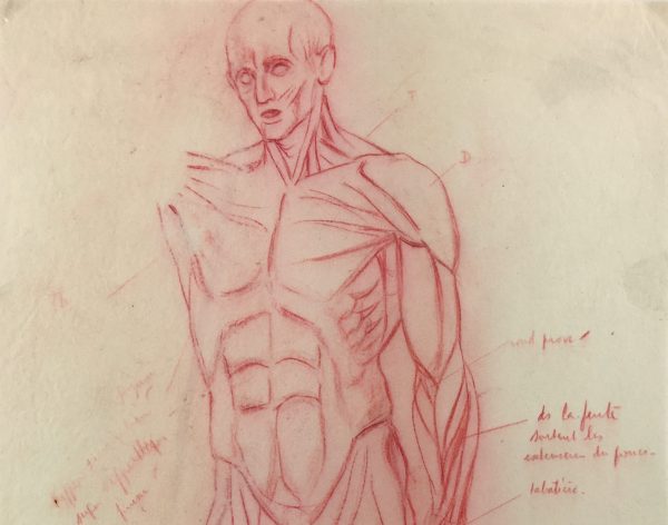 Sketches Original Art - Muscles, Albert Vialé, C.1930
