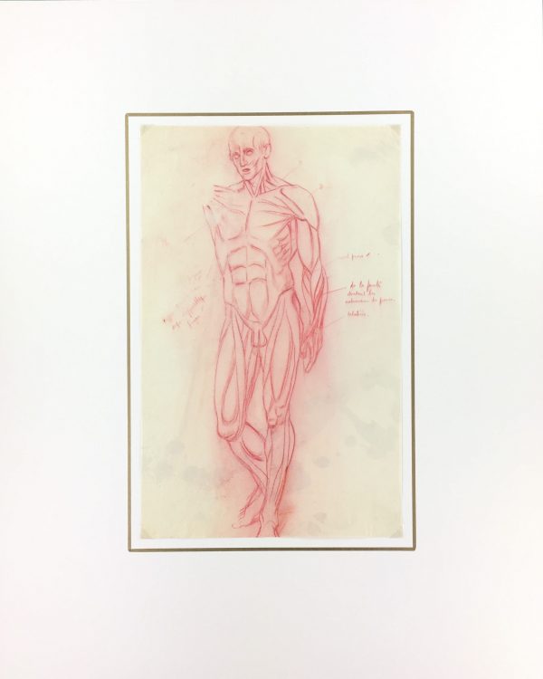 Sketches Original Art - Muscles, Albert Vialé, C.1930