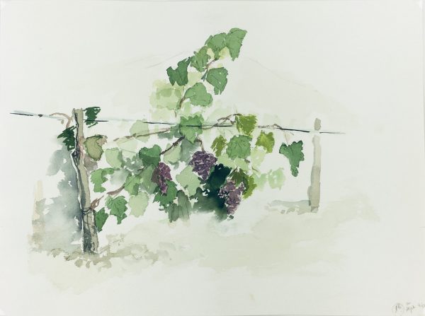 Farm Landscapes Original Art - Vineyard, 1996