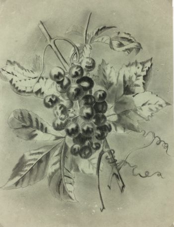 Farm Landscapes Original Art - Grapevine, C.1920