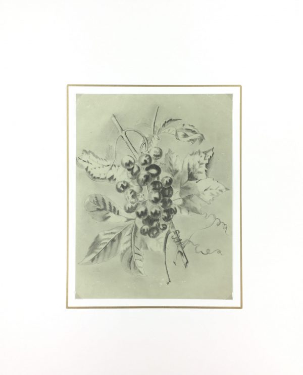 Farm Landscapes Original Art - Grapevine, C.1920