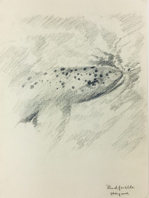 Animals Fish & Fishing Original Art - Fish, 2010
