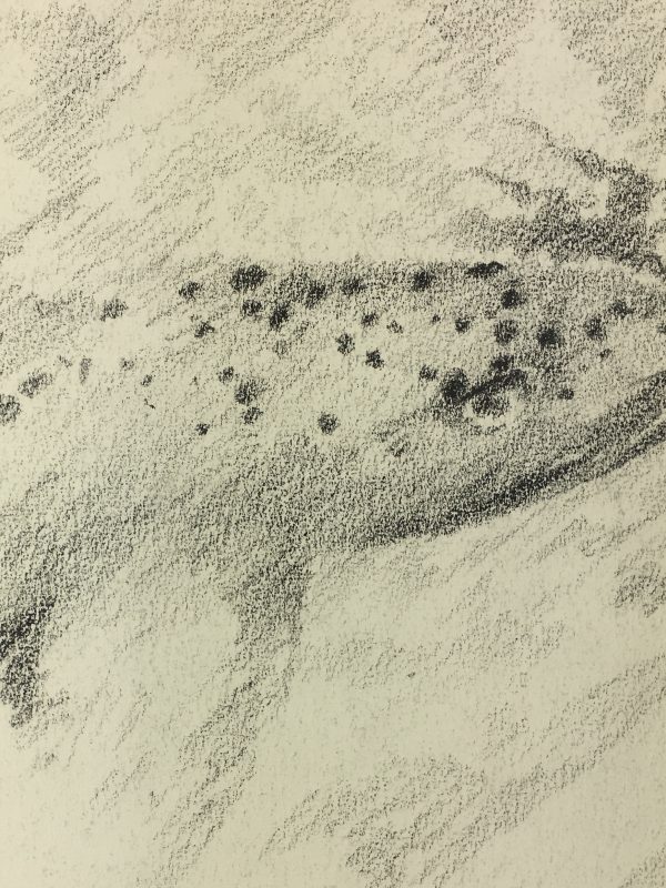 Animals Fish & Fishing Original Art - Fish, 2010