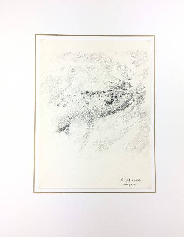 Animals Fish & Fishing Original Art - Fish, 2010